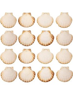 Finoly Conchas de Vieira Natural Grandes Pack 4/8/12/16 Unidades para Cocina Decoración | Conchas de Vieiras Grandes Manualidade