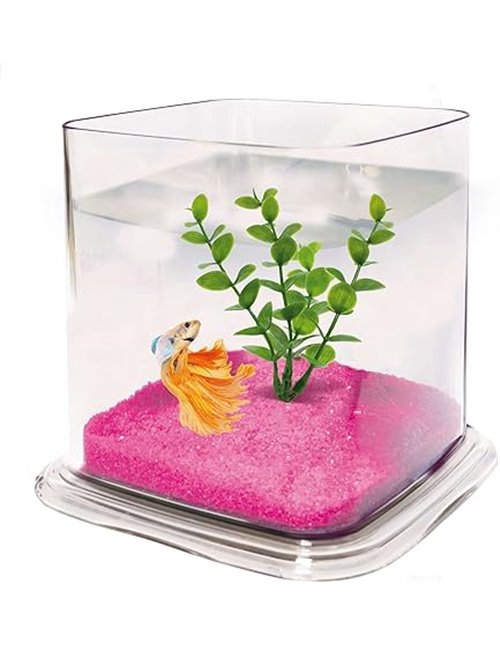 ICA PT072A Bettera Betta Paradise Transparente