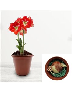 Amaryllis Hippeastrum - Juego de regalo con maceta y compost, cultivado para condiciones climáticas del Reino Unido, incluye mac