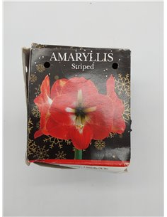 Amaryllis Hippeastrum - Juego de regalo con maceta y compost, cultivado para condiciones climáticas del Reino Unido, incluye mac 2