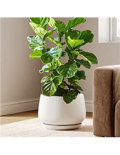 LE TAUCI Maceta de Cerámica Esmaltada, Maceta de 30 cm con Orificio de Drenaje y Plato, Maceta de Interior Duradera para Decorac