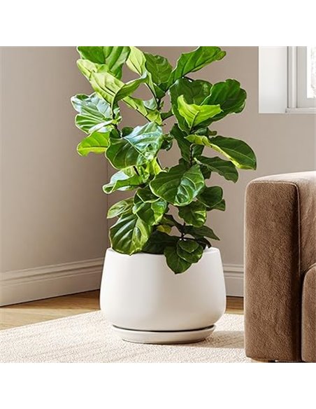 LE TAUCI Maceta de Cerámica Esmaltada, Maceta de 30 cm con Orificio de Drenaje y Plato, Maceta de Interior Duradera para Decorac